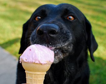 Девушка доела мороженое за собакой и cтала интернет-звездой