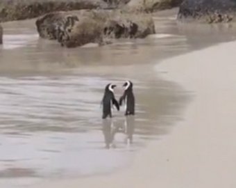 Влюбленные пингвины стали интернет-звездами