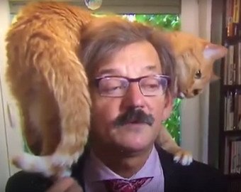 Кот прервал интервью своего хозяина на телевидении