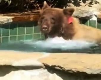 В США медведь залез в джакузи и выпил алкогольный коктейль