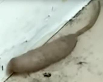 Британка сняла на видео странное существо  — «крысочервя»