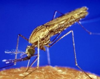 Французский мэр запретил комаров