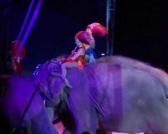 Слониха упала на зрителей во время представления