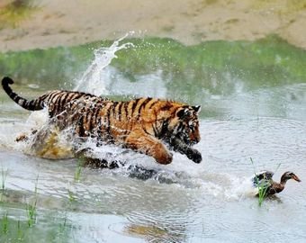 Утка перехитрила тигра и спаслась от смерти