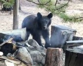 Фотограф заснял на видео встречу с медведем на Байкале