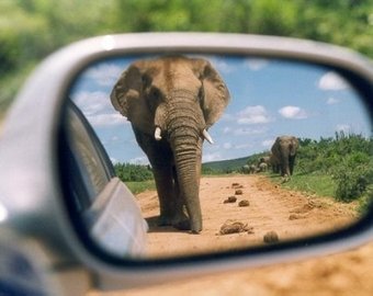 "Бешеный" слон разбил автомобиль с туристами