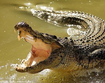 Турист оседлал в Австралии пятиметрового крокодила