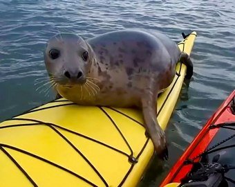 Тюлень попытался подружиться с туристом и прокатиться на байдарке