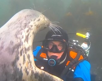 Дайвер подружился с любвеобильным тюленем
