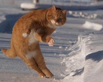 Видео с танцами кота на льду просмотрели более 1 000 000 раз