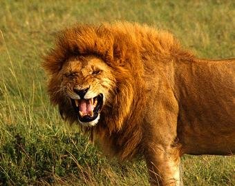 Смеющиеся львы из Кении стали интернет-звездами