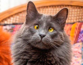 Косоглазый кот по кличке Белорус набирает популярность в Сети