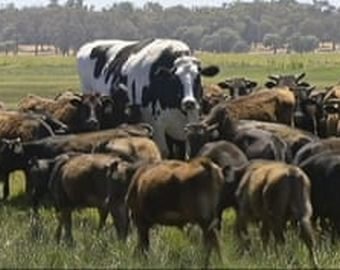Аномально крупного быка обнаружили в Австралии
