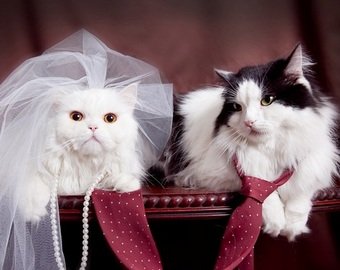 Шантажируя разводом, жена заставила мужа оплатить свадьбу кошки