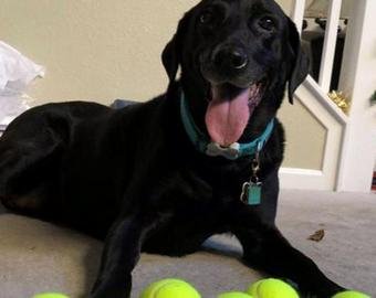 Эмоциональная собака получила в подарок любимую игрушку и стала звездой сети