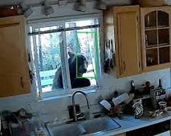 Медвежата, решившие перекусить в чужом доме, попали на видео