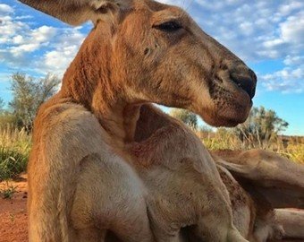 Турист встретил в общественном туалете кенгуру