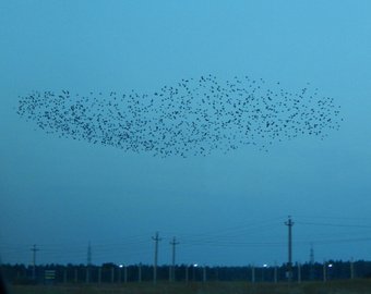 Тысячи птиц исполнили шоу в анапском небе