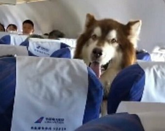 Видео с собакой в самолетем стало интернет-хитом
