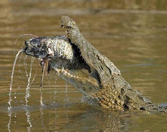Крокодил лишил улова рыбаков из Австралии