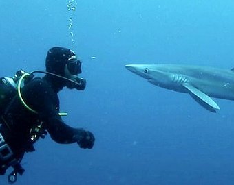Африканский «поцелуй» акулы и дайвера попал на видео