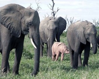 В ЮАР на видео засняли розового слоненка