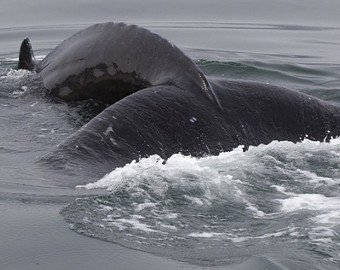Попытка кита проглотить дайвера попала на видео