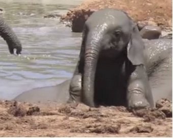 Зоозащитники спасли из трясины шестерых слонят