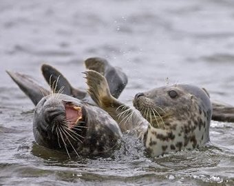 Латышей попросили не ездить на море из-за стресса у тюленей