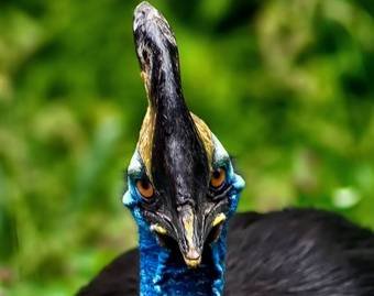 «Самая опасная в мире птица» ищет нового владельца