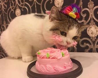 Кот прославился в Сети, украв у хозяйки торт