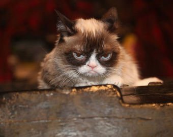 «Самая сердитая» в мире кошка умерла в США