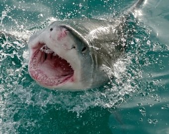 Во Флориде женщина чудом спаслась от акулы