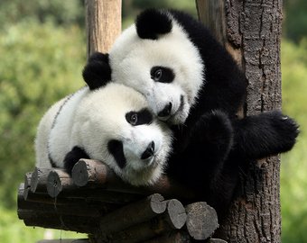 Туристы в китайском зоопарке закидали панду камнями, пытаясь ее "расшевелить"
