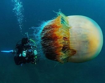 Дайверы сфотографировали медузу размером с человека