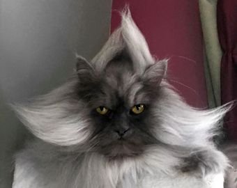 Кошка "с причёской" стала интернет-звездой