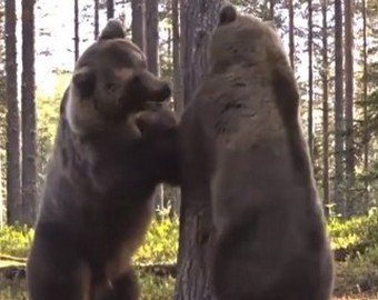 Битва двух бурых медведей набирает популярность в интернете