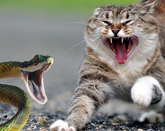 Кошка спасла семью от ядовитой змеи