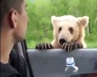 Житель Сахалина покормил с руки дикого медведя и остался невредим