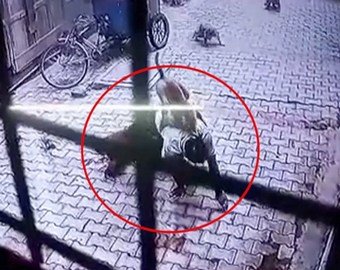 Нападение диких обезьян на мужчину попало на видео