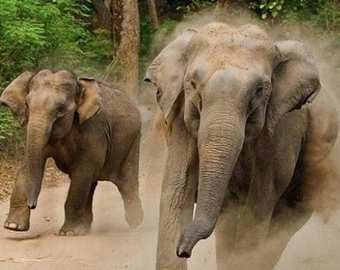 Погоня бешеного слона за туристами попала на видео