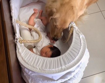 Реакция собаки на появление младенца в доме растрогала интернет-пользователей