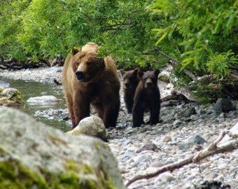 Медведь чуть не утащил пьяного рыбака в лес