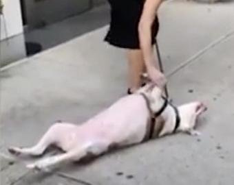 Собака объявила хозяйке бойкот, развалившись на тротуаре