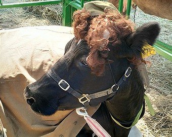 На ярмарке в Брянске коров нарядили в форму красноармейцев