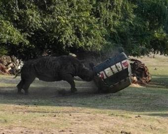 Носорог перевернул машину с человеком в природном парке