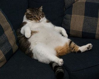 В Швеции хотят оштрафовать хозяина жирного кота
