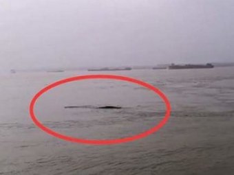 18-метрового «водяного монстра» сняли на видео в Китае