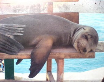 Видео со спящим в воде тюленем взорвало Сеть