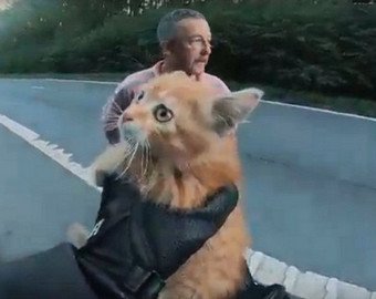 Байкер спас выбежавшего на дорогу котенка